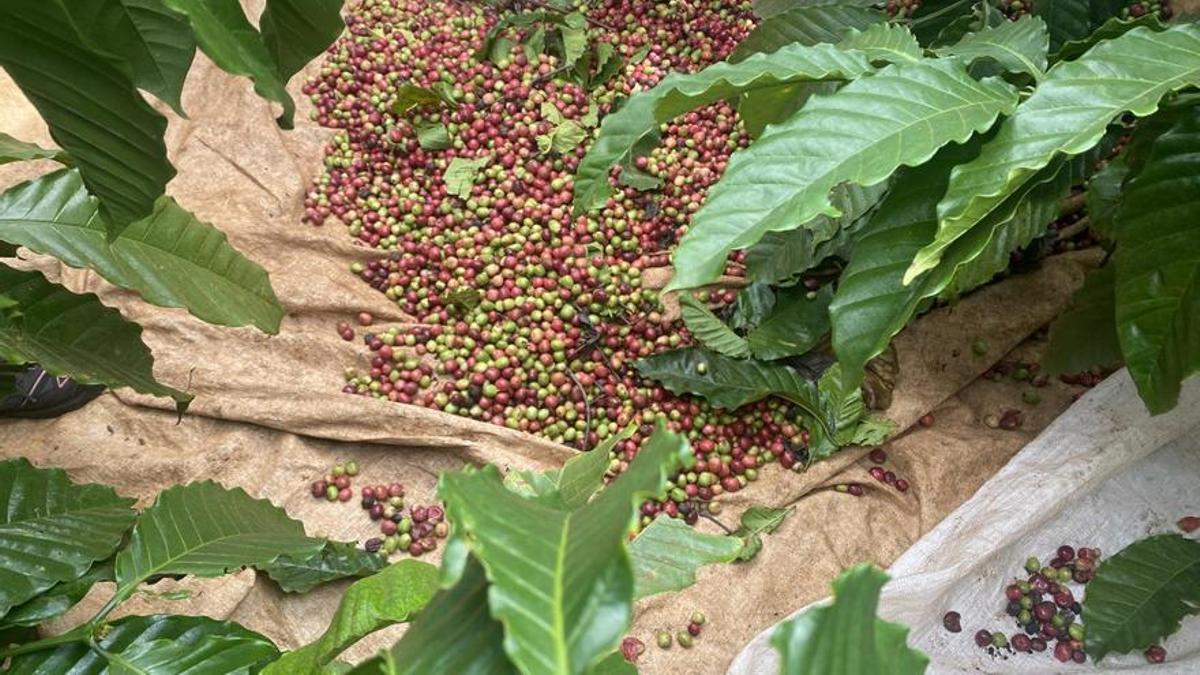 Varios granos de café verde (como se conoce al grano sin tostar) recién extraídos de la planta, en Vietnam.