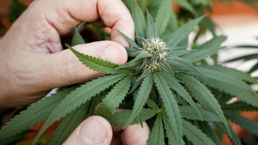 Tráfico de drogas en Zamora: Un año de cárcel por cultivar tres plantas de marihuana en su corral