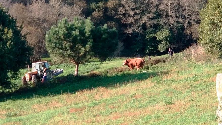 El toro de dos años que no quería morir en el matadero de Jarrio