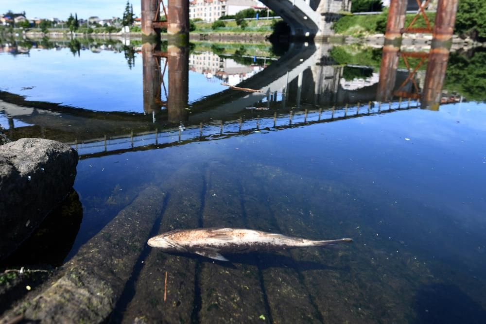 Aparecen peces muertos flotando en el río Lérez