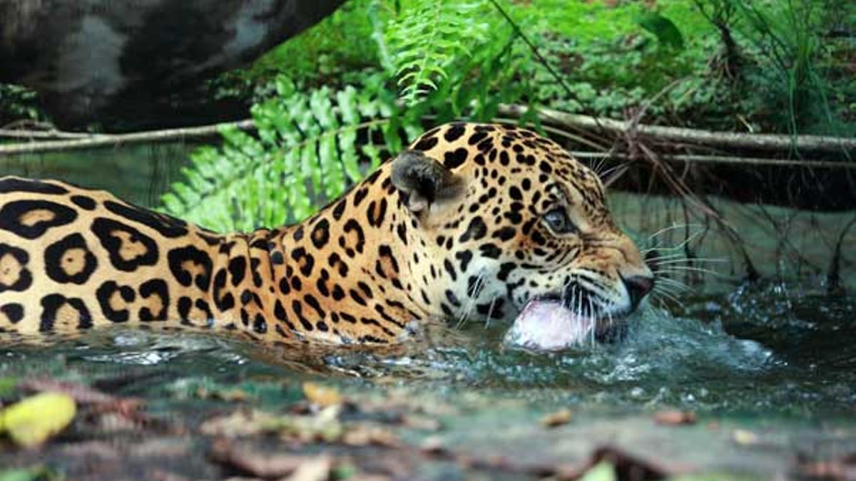 ocelote