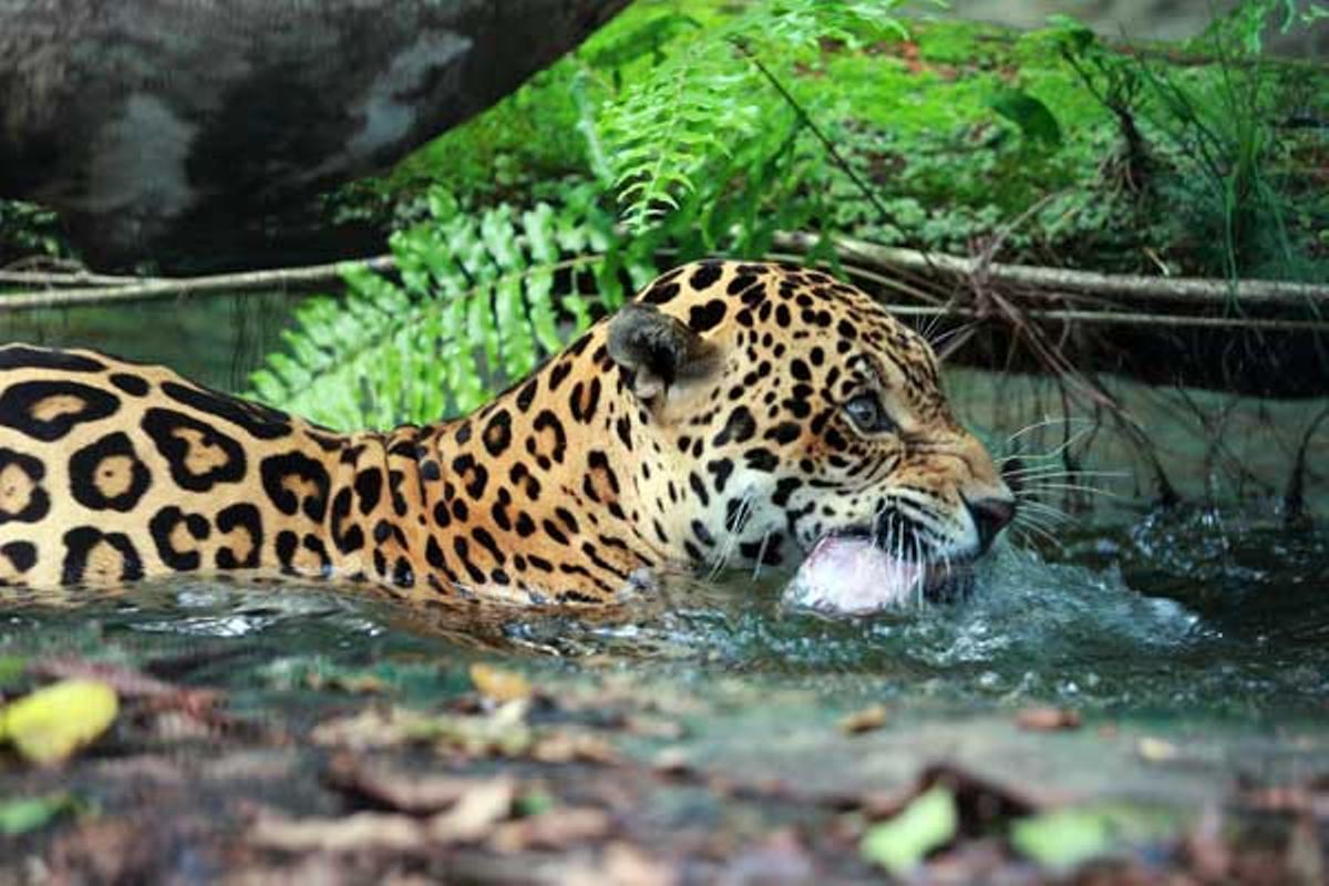 ocelote ocelote