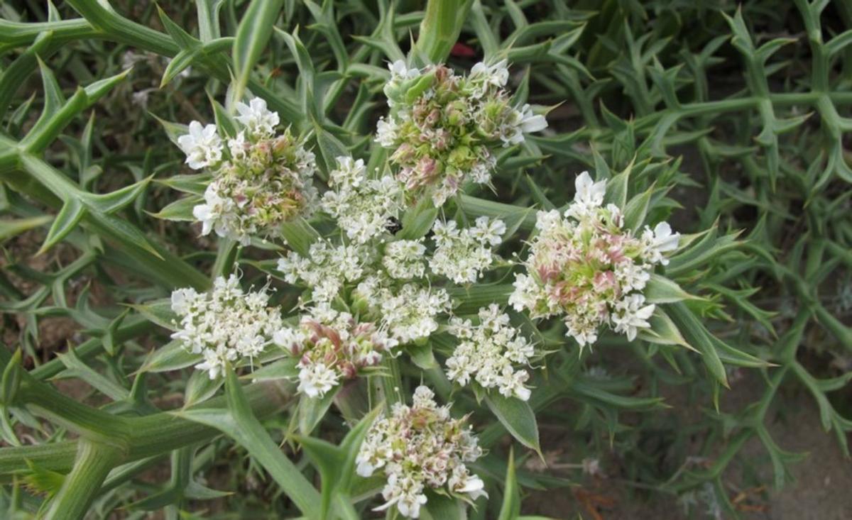 Un ejemplar de echinophora spinosa, también conocida como zanahoria marina.