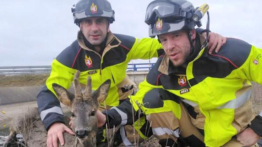 Los Bomberos rescatan a un corzo que se había caído en el Canal Bajo de Los Payuelos (León)