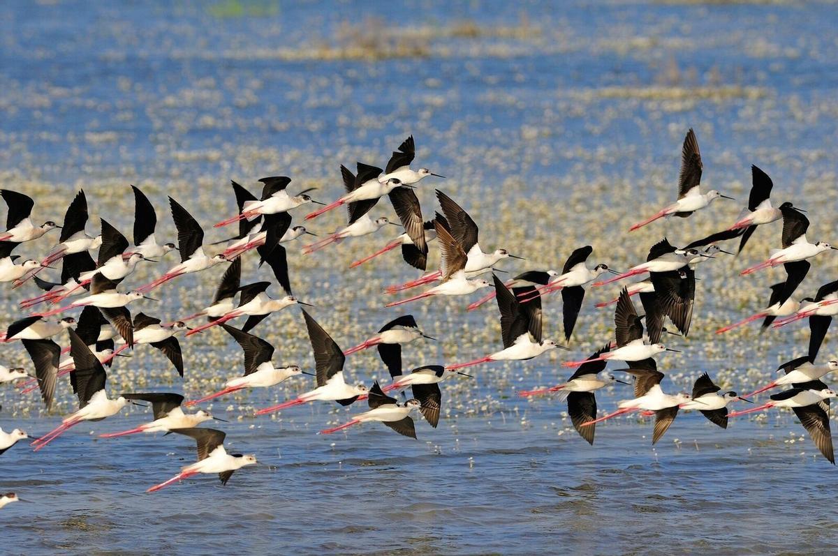 Archivo - Aves volando en el humedal de Doñana. Doñana. Flamencos. WWF. Humedal