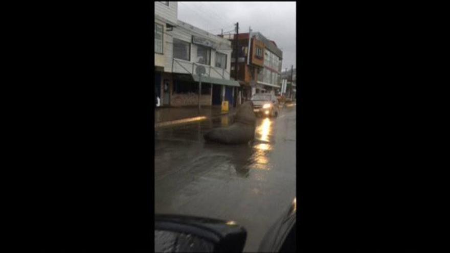 Un enorme león marino paraliza el tráfico en una ciudad chilena