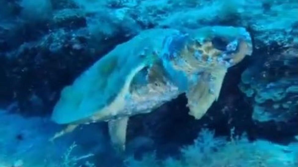 Tortuga en la playa de El Jablillo (Costa Teguise)