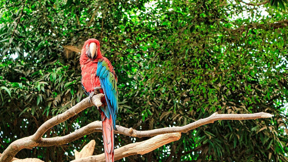Un loro sobre una rama.