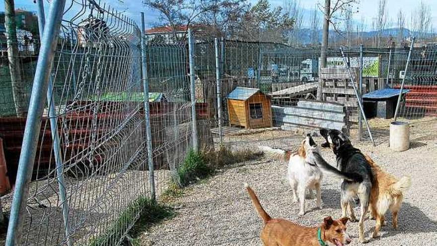 Les actuals instal·lacions de la gossera de Solsona són al pati del magatzem municipal