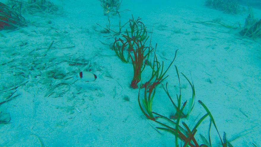 La «Posidonia oceànica» és una planta endèmica del Mediterrani que millora l&#039;ecologia marina
