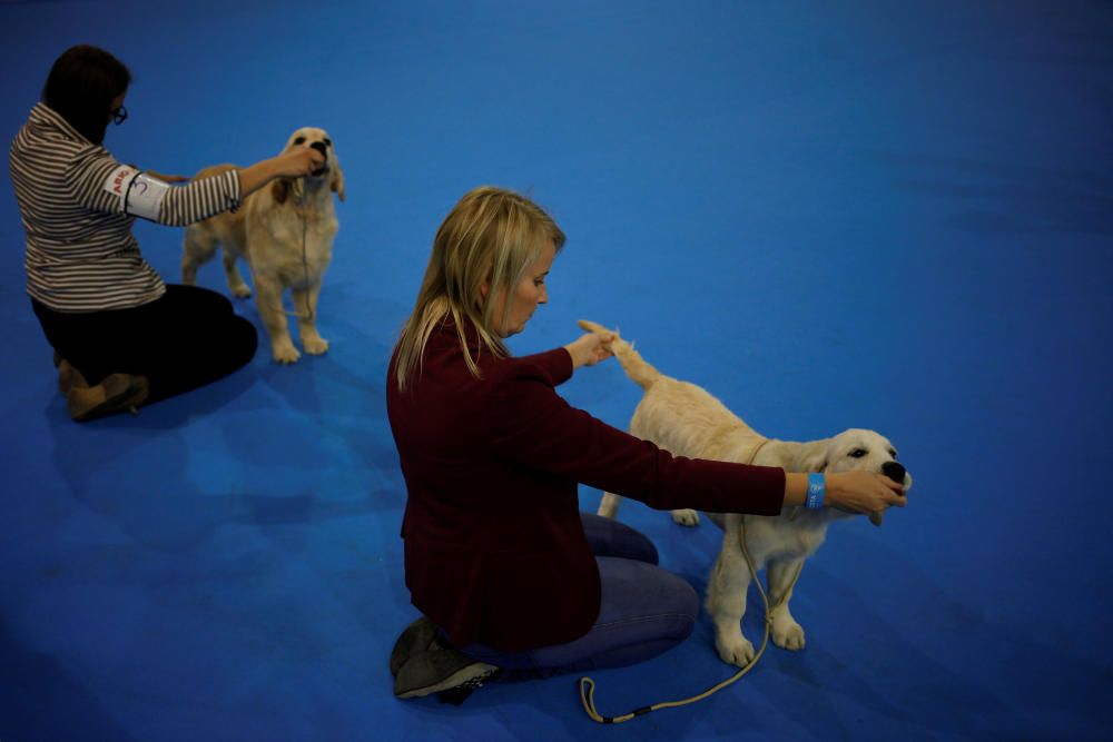 6º Salón del Animal de Compañía Mi Mascota