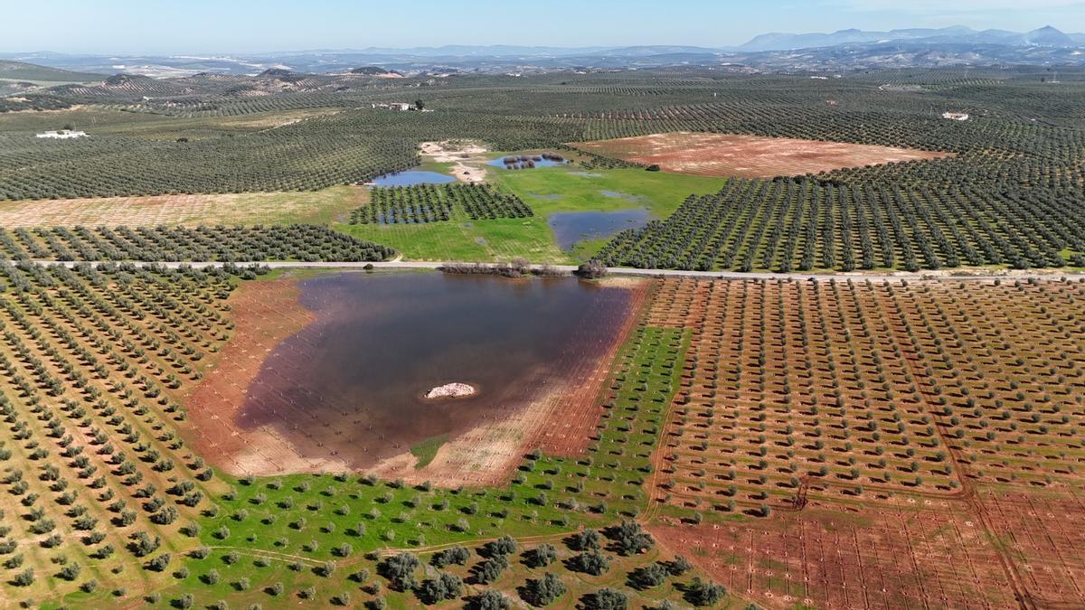 Laguna Albinas de Lucena, surgida junto a otras charcas en medio de un campo de cultivo.