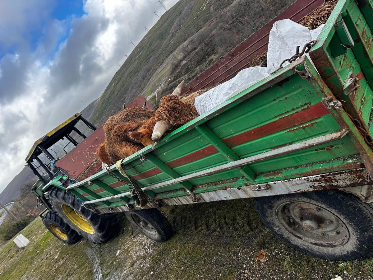 Vacas muertas cargadas en un remolque en Chanos