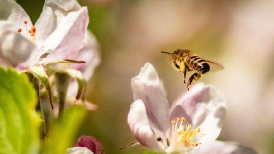 Las abejas podrían tener una forma rudimentaria de consciencia, según un estudio