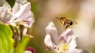Las abejas podrían tener una forma rudimentaria de consciencia, según un estudio