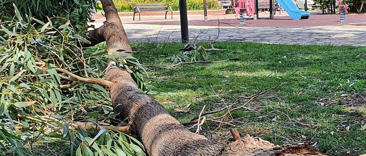 La rama de eucalipto que cayó el sábado junto a un parque infantil en El Campello