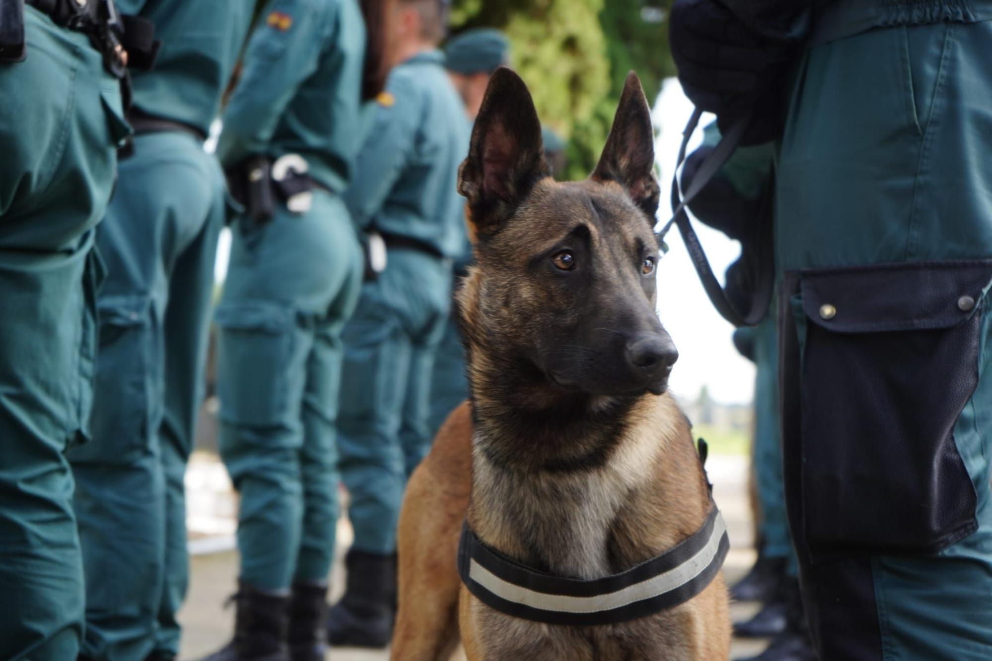 GALERÍA | El homenaje a las Fuerzas Armadas en el cementerio de Zamora, en imágenes