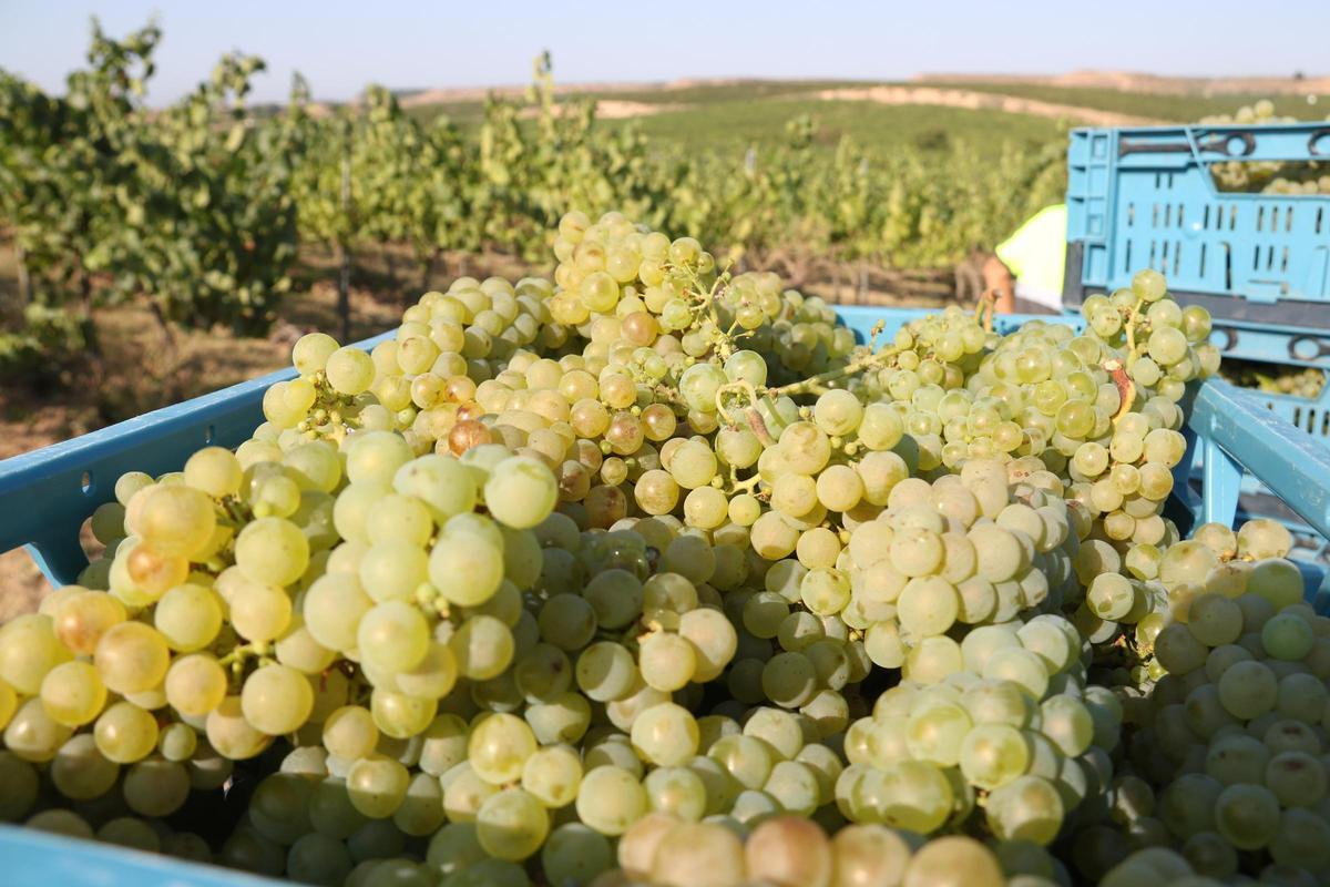 Uvas recién recogidas en las bodegas de Raimat (Lleida), a principios de este mes de agosto.