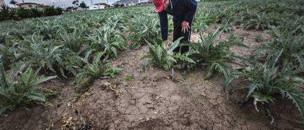 Los agricultores alegarán contra un decreto de sequía para evitar el expolio del agua