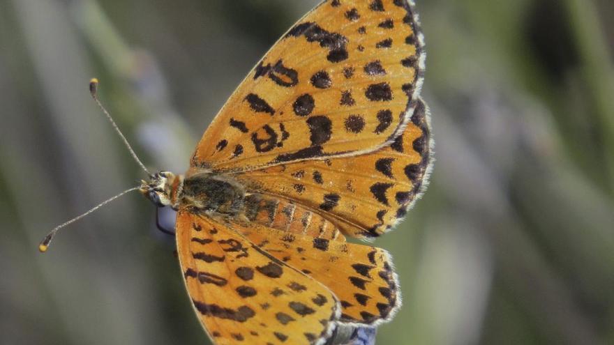 La doncella tímida que puedes encontrarte cualquier día por Zamora