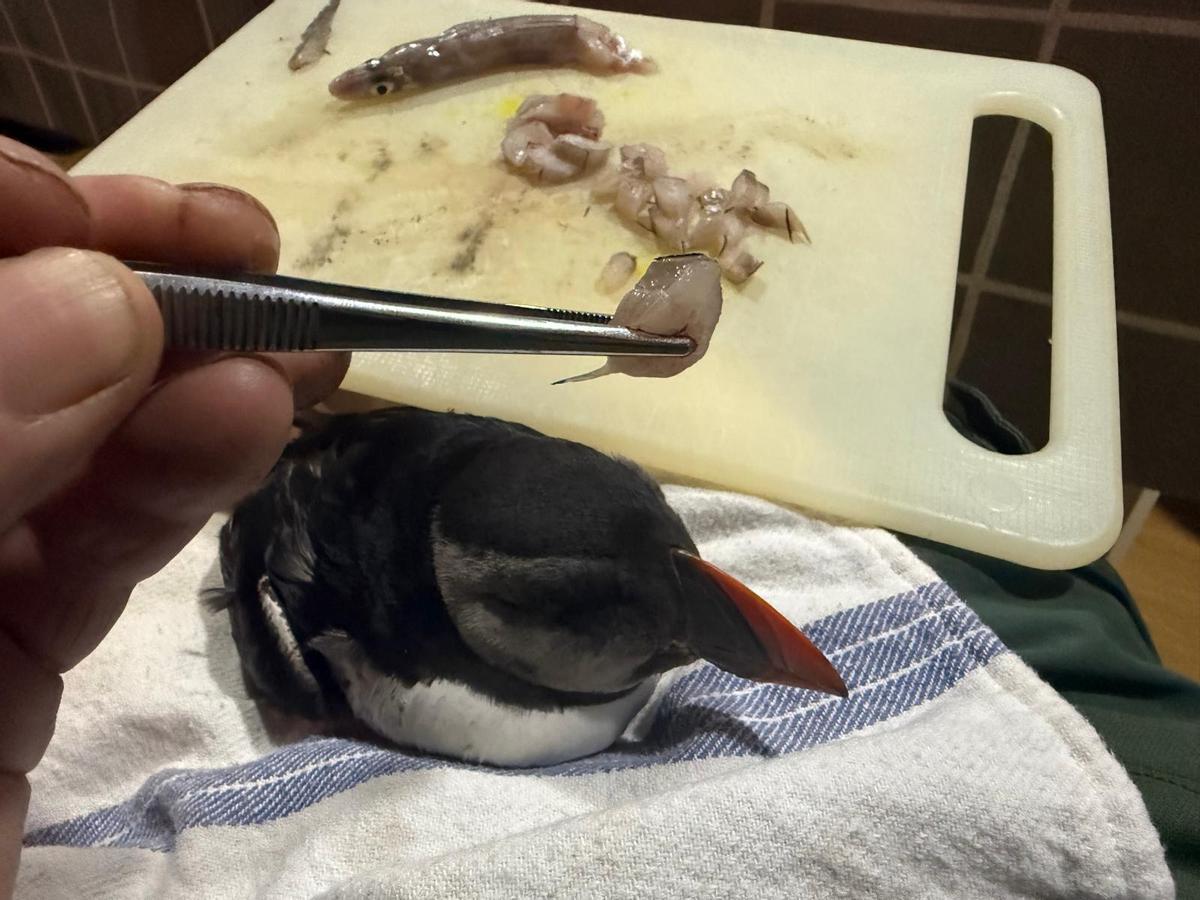 El frailecillo fue alimentado con mimo.