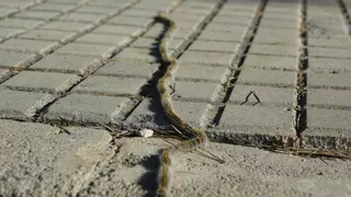 Oruga procesionaria: estos son sus peligros y consejos para evitarla