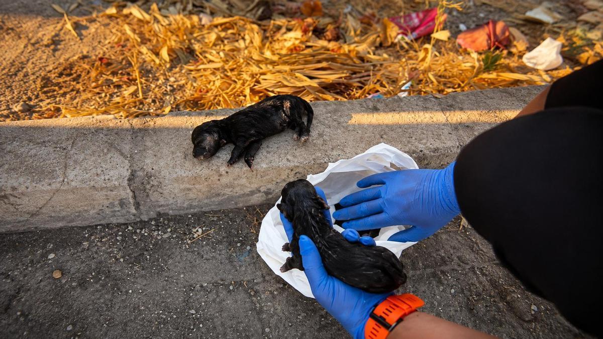 Cachorros de perro abandonados en un contenedor en Cabra.