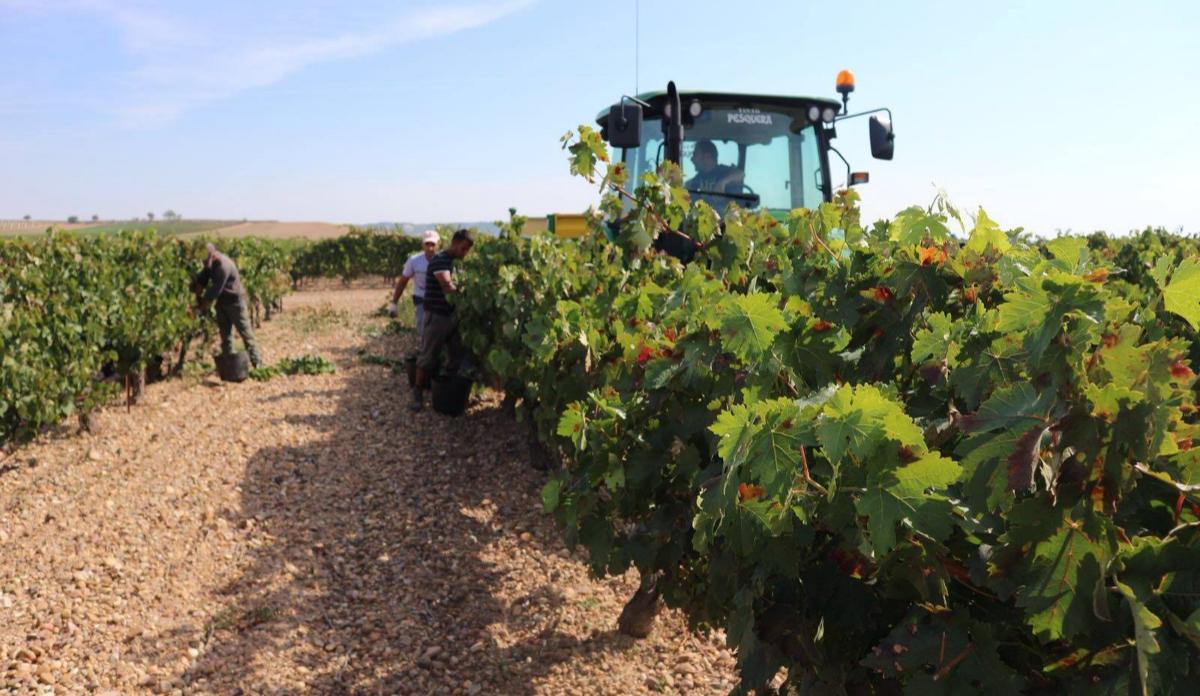 Así vendimian en Tinto Pesquera con tijera en mano recogen racimo a racimo.