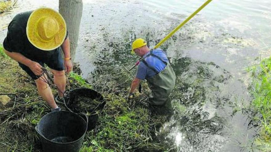 Almenara reforça la flora aquàtica dels Estanys