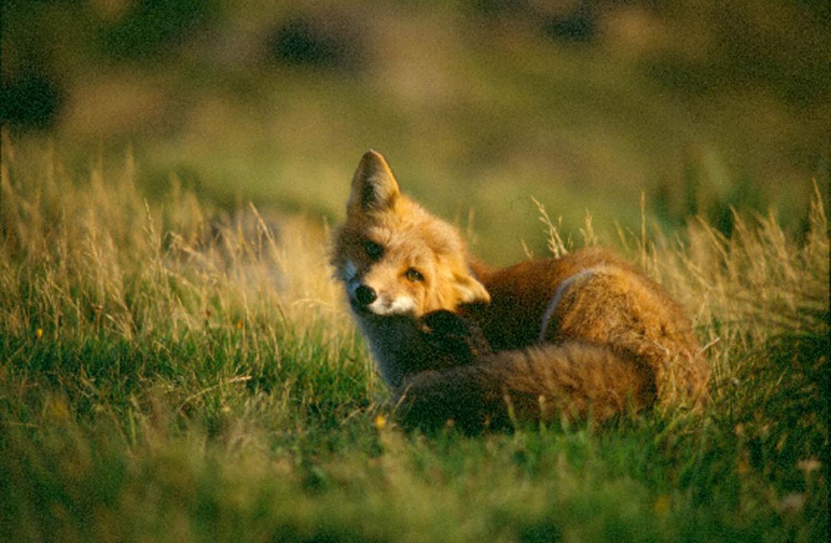 La mort d’un guineu per grip aviària a Saragossa acosta el virus als humans a Espanya