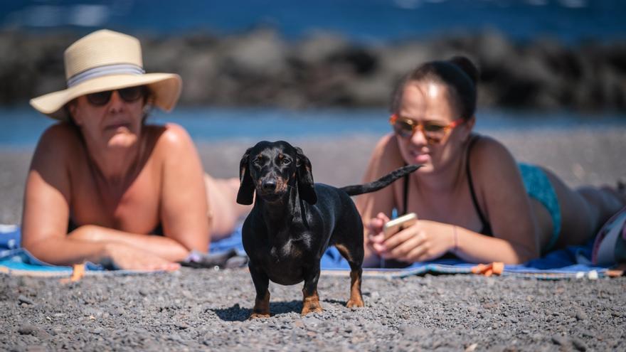 Playa del Puertito de Güímar, la única habilitada en la Isla junto a la de El Confital, en Granadilla, donde se permite el baño de perros