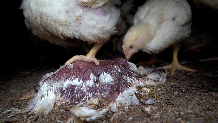 Animalistes mostren en un vídeo el maltractament a pollastres en una macrogranja que proveeix a Lidl