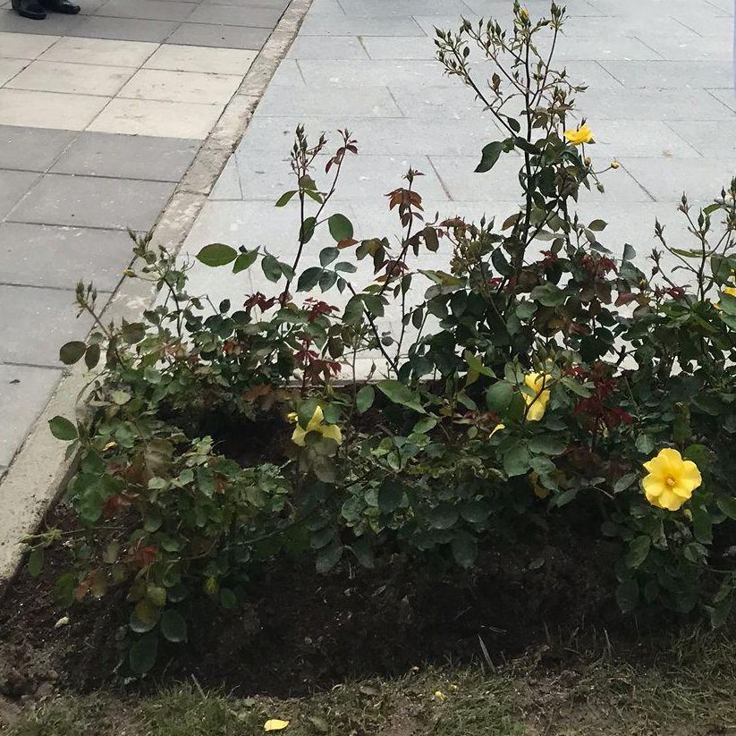 Rosa "Ramón y Cajal".