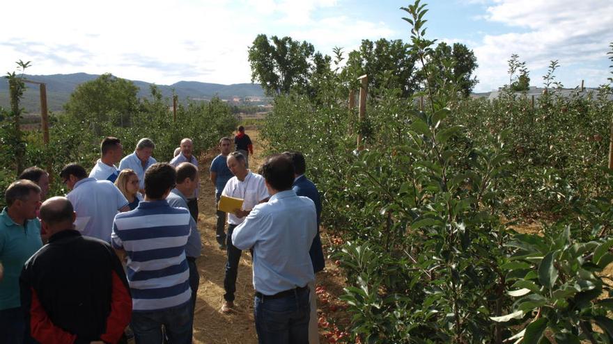 Muestra de las nuevas variedades de manzano para el sector agrícola del Noroeste.