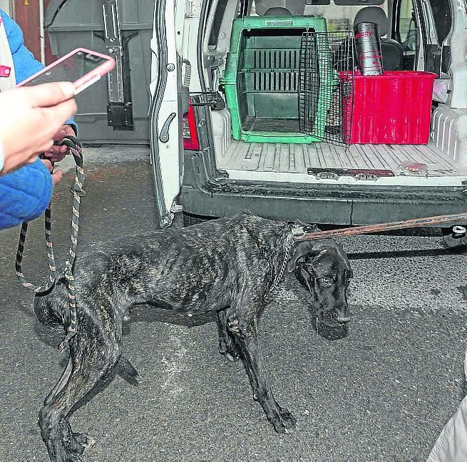 Otra oportunidad para un perro que ha pasado por un albergue ilegal y por una perrera en la que ha perdido la mitad de su peso