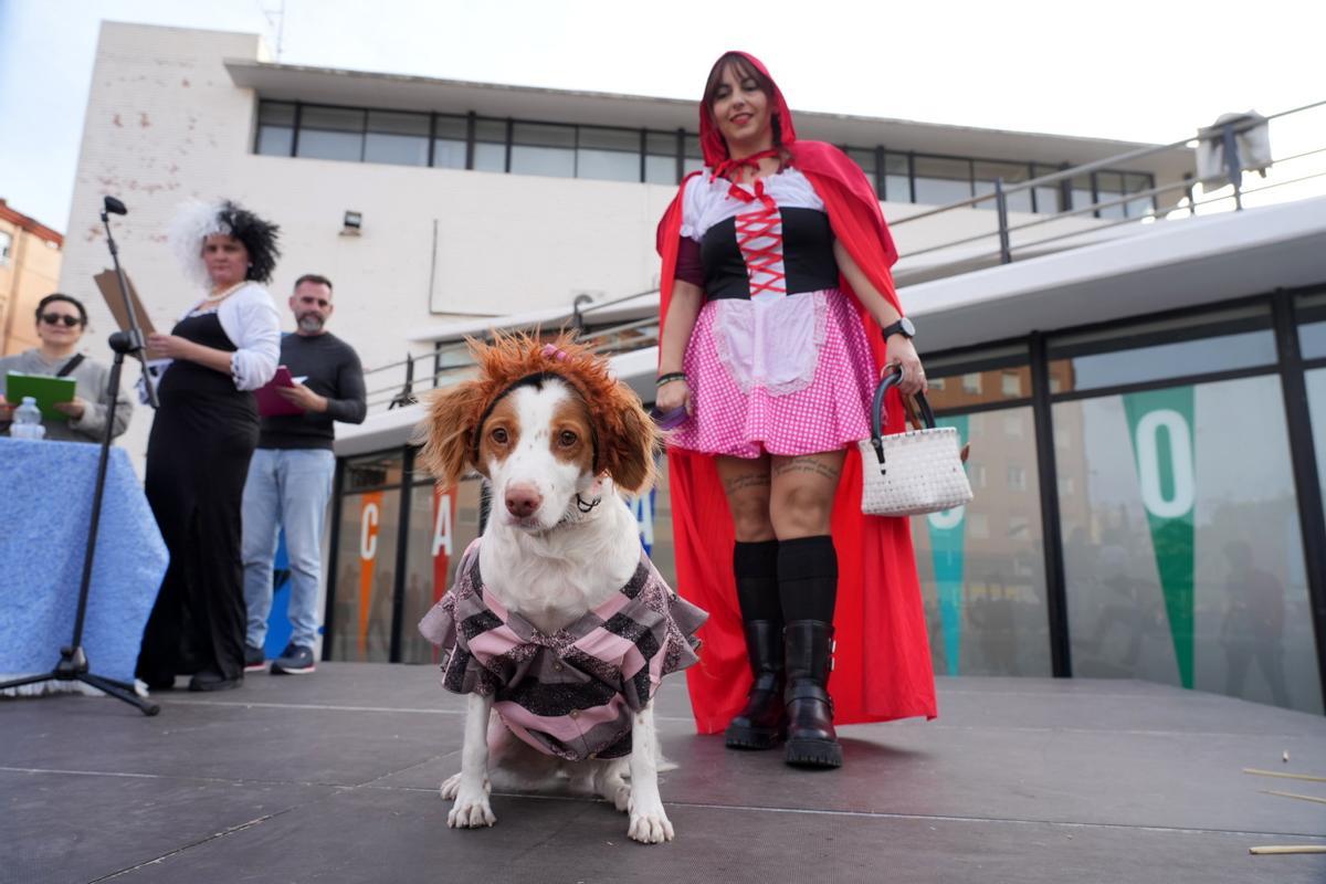 Mascotas disfrazadas en el Carnaval del Grau de Castelló. ¿Has participado? Búscate en esta divertida iniciativa