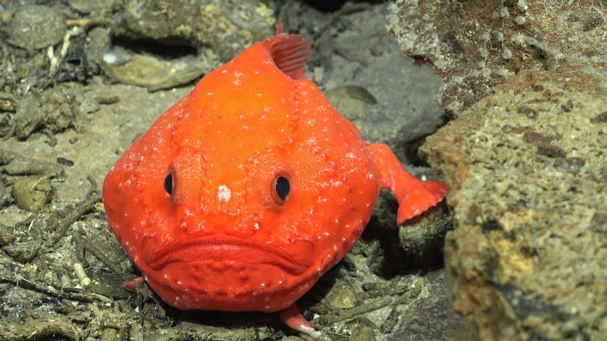 Una expedición liderada por una catalana descubre 50 nuevas criaturas marinas en el Pacífico