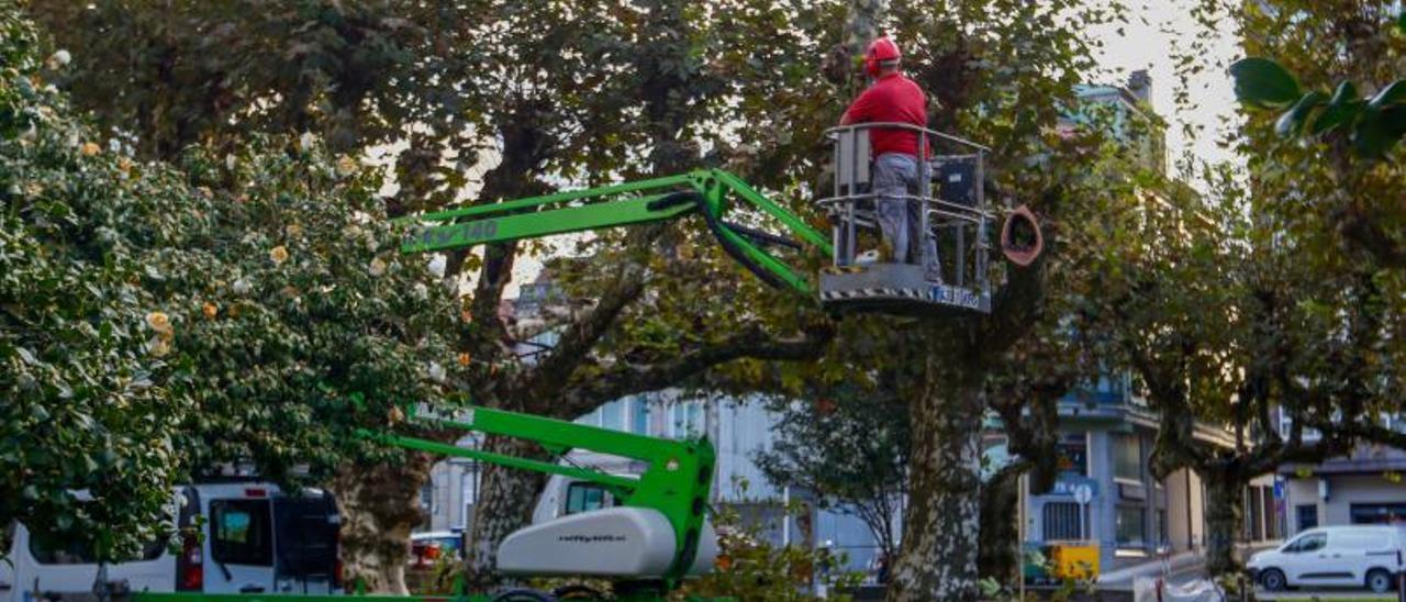 Trabajos previos a la tala de los ejemplares enfermos. |   // IÑAKI ABELLA