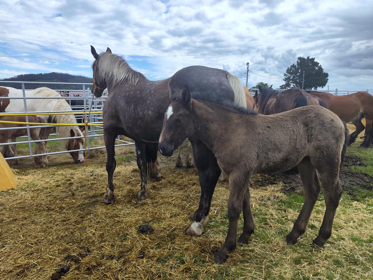 La yegua estrella de la feria de Llanera, en imágenes