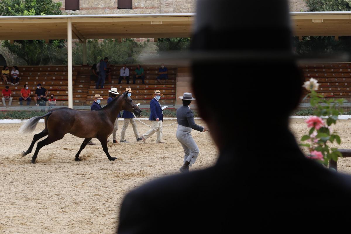Primer día de Cabalcor y del concurso morfológico
