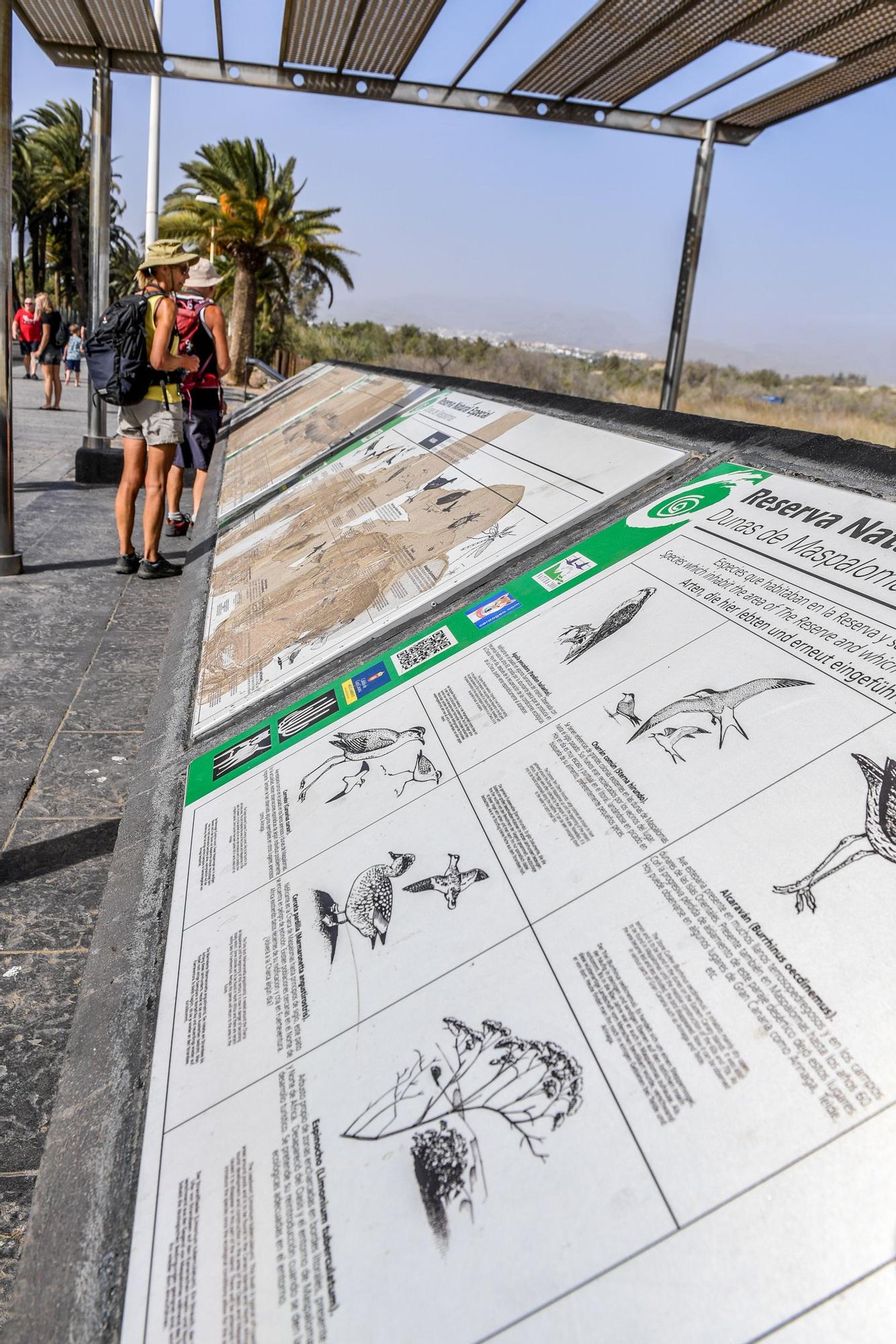 Avistamiento de fauna en la charca de Maspalomas