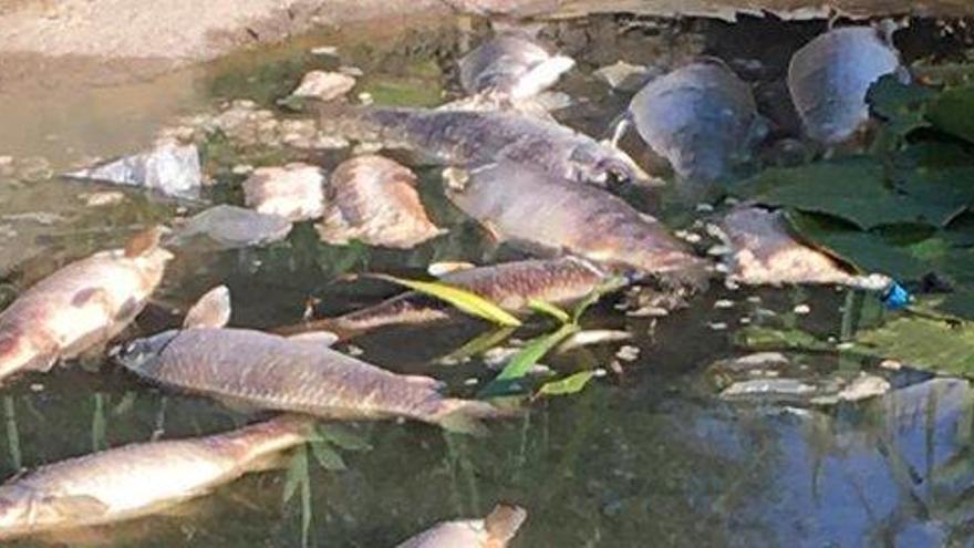 Apareixen peixos  morts per falta d&#039;oxigen al parc del Rec Monar de Salt