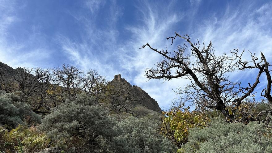 Ruta Presa de Las Hoyas - Pico de las Nieves, desde La Lechuza