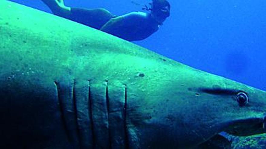 Tiburón toro o solrayo, captado el 19 de julio de 2005 por Armiche Ramos en el Mar de las Calmas, El Hierro. Detrás, en apnea, Francisco del Rosario. | The Ocean Brothers