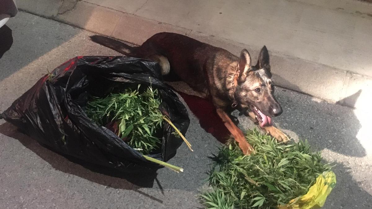 Perro de la Unidad Canina de la Policía Local de Cocentaina con las plantas incautadas