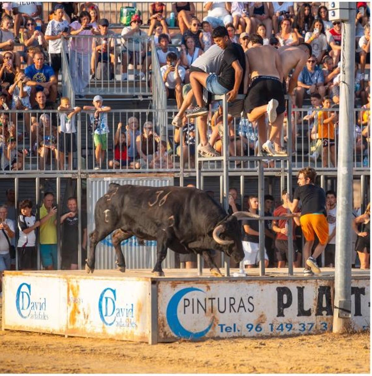 Un momento de las vacas del domingo