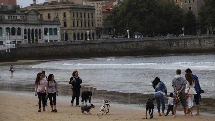 Perros en la playa de San Lorenzo el primero de octubre, tras la reapertura del arena a las mascotas