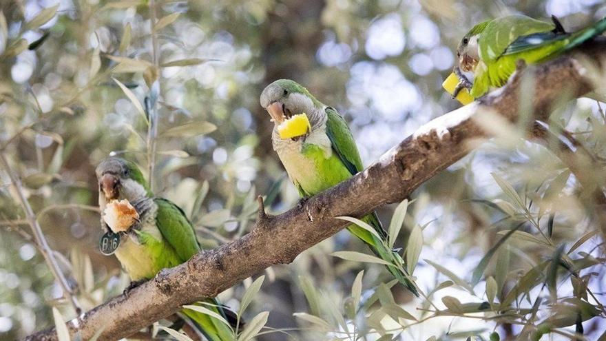 Tres ejemplares de cotorras argentinas en un árbol.