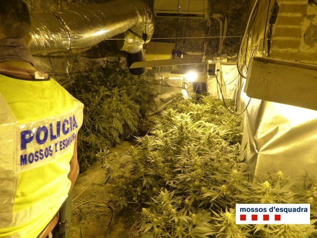 La plantació de més de 1.200 plantes de marihuana a Sant Esteve d'en Bas