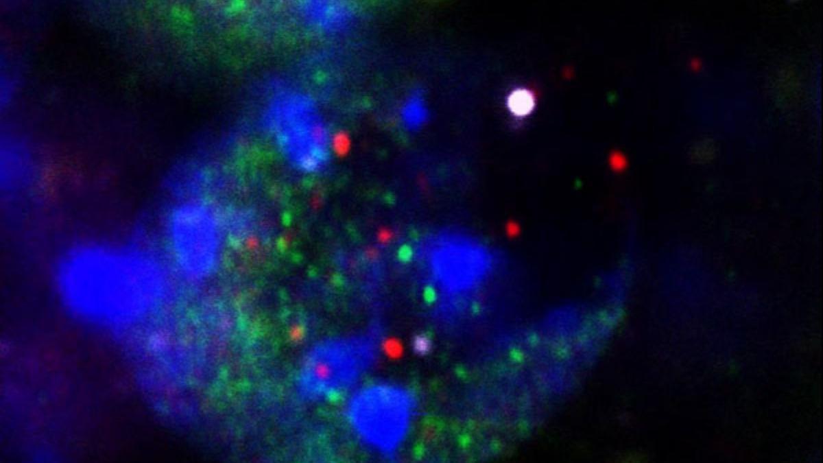 Fragmentos liberados de los núcleos de las neuronas que sufren daños en el ADN durante el aprendizaje: ADN (punto blanco grande, en el centro a la derecha), histonas (púrpura) y factores de transcripción (rojo y verde).